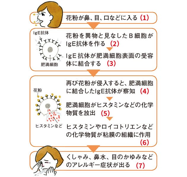 コロナ広げる 花粉症 今季は強力な対策 助っ人 も Nikkei Style コロナ広げる 花粉症 今季は強力な対策 助っ人 も Nikkei Style