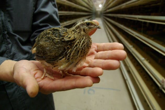 卵なら日本産 肉ならフランス産 奥深いウズラの魅力 Nikkei Style 卵なら日本産 肉ならフランス産 奥深いウズラの魅力 Nikkei Style