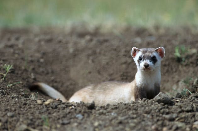 24年か25年に野生に再導入の可能性 絶滅危機のイタチ 30年以上前の細胞からクロ Nikkei Style