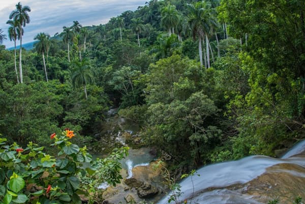 絶滅の危機にあるダイオウヤシの森に滝が流れ落ちる。キューバ、アルテミサ州のソロアで撮影(PETER R. HOULIHAN, NATIONAL GEOGRAPHIC IMAGE COLLECTION) 絶滅の危機にあるダイオウヤシの森に滝が流れ落ちる。キューバ、アルテミサ州のソロアで撮影(PETER R. HOULIHAN, NATIONAL GEOGRAPHIC IMAGE COLLECTION)