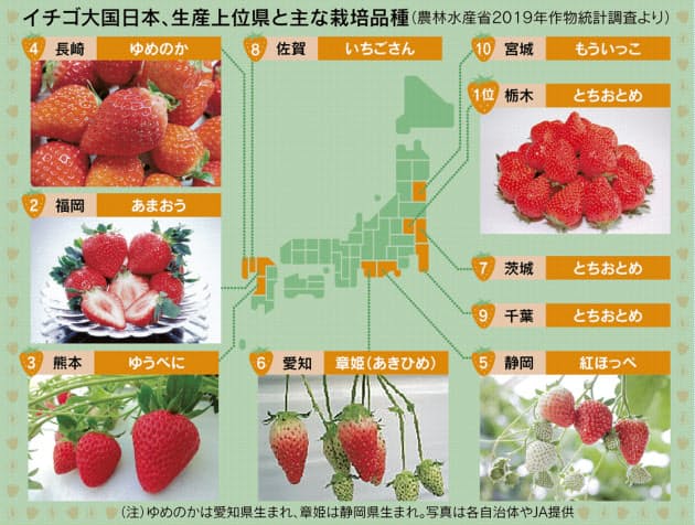 イチゴ大国ニッポン 甘く大きく品種開発300種類以上 Nikkei Style イチゴ大国ニッポン 甘く大きく品種開発300種類以上 Nikkei Style