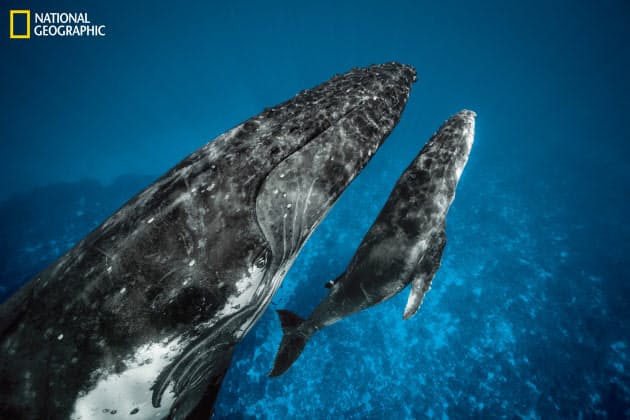 芋を洗うサル クジラ 方言や習性受け継ぐ動物の文化 Nikkei Style 芋を洗うサル クジラ 方言や習性受け継ぐ動物の文化 Nikkei Style
