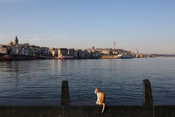 イスタンブールで最も古い地区の一つであるエミノニュに暮らす野良ネコ。このエリアでは、新型コロナウイルス関連の規制により、数カ月間ほとんど人がいない状態が続いた( PHOTOGRAPH BY ELIF OZTURK, ANADOLU AGENCY/GETTY IMAGES) イスタンブールで最も古い地区の一つであるエミノニュに暮らす野良ネコ。このエリアでは、新型コロナウイルス関連の規制により、数カ月間ほとんど人がいない状態が続いた( PHOTOGRAPH BY ELIF OZTURK, ANADOLU AGENCY/GETTY IMAGES)