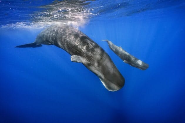 クジラの言葉 解読に挑戦 人の思い込みはaiで排除 Nikkei Style クジラの言葉 解読に挑戦 人の思い込みはaiで排除 Nikkei Style