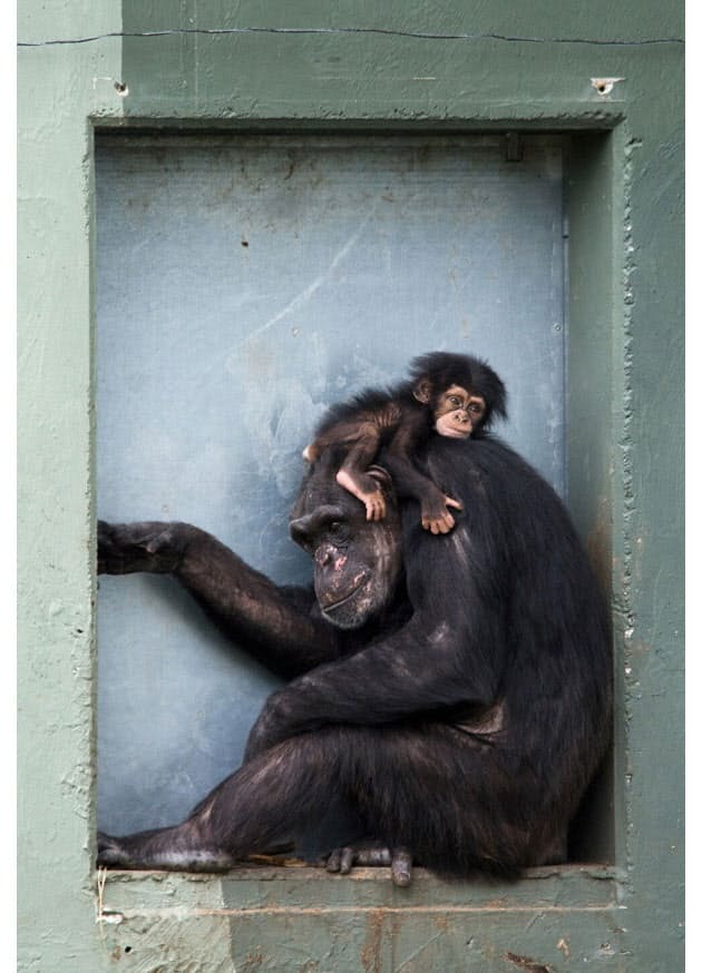 絆 社会性 死を悼む 人間的 なチンパンジーの母 Nikkei Style