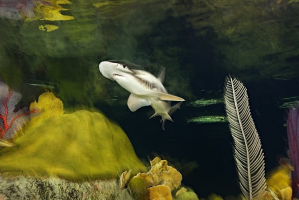 今回の研究の対象となったウチワシュモクザメ。米マサチューセッツ州ボストンのニューイングランド水族館で撮影(PHOTOGRAPH BY BRIAN SKERRY) 今回の研究の対象となったウチワシュモクザメ。米マサチューセッツ州ボストンのニューイングランド水族館で撮影(PHOTOGRAPH BY BRIAN SKERRY)