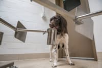 新型コロナウイルス検査で陽性となった人が着用したTシャツが入った容器を探して、8本の腕が伸びる金属製ホイールの周囲を歩くスモール・ミュンスターレンダーのトビー。「実験ではたびたび、トビーはちょっとしたスーパースターになります。サンプルを見つけ出すのがとても速いのです」。トビーの里親であり、米ペンシルベニア大学ワーキングドッグ・センターの博士研究員ジェニファー・エスラー氏は語る。センターではコロナ探知犬の訓練を行っている(PHOTOGRAPH BY SABINA LOUISE PIERCE) 新型コロナウイルス検査で陽性となった人が着用したTシャツが入った容器を探して、8本の腕が伸びる金属製ホイールの周囲を歩くスモール・ミュンスターレンダーのトビー。「実験ではたびたび、トビーはちょっとしたスーパースターになります。サンプルを見つけ出すのがとても速いのです」。トビーの里親であり、米ペンシルベニア大学ワーキングドッグ・センターの博士研究員ジェニファー・エスラー氏は語る。センターではコロナ探知犬の訓練を行っている(PHOTOGRAPH BY SABINA LOUISE PIERCE)