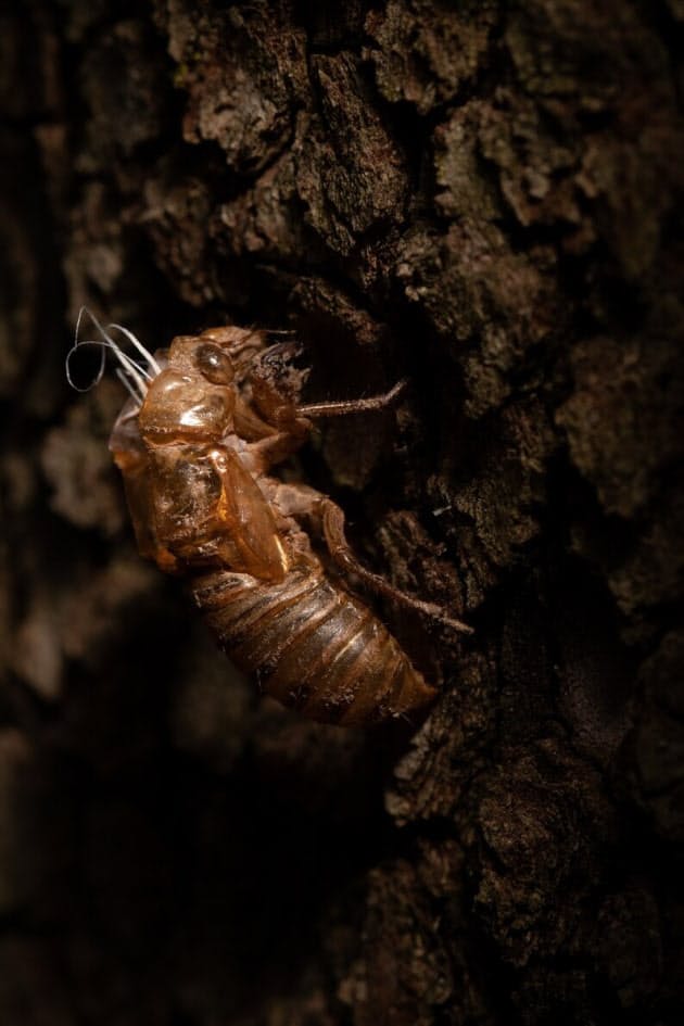 17年周期ゼミ大発生 食べる 遊ぶ 動物の意外な反応 Nikkei Style 17年周期ゼミ大発生 食べる 遊ぶ 動物の意外な反応 Nikkei Style
